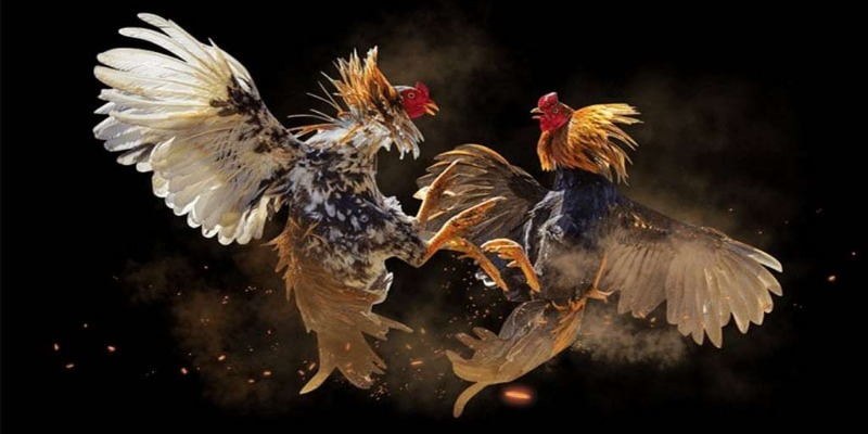 giai-dau-chien-ke-da-dang-cung-cac-kha-nang-ra-don-dinh-cao